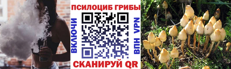 мега зеркало  где купить наркоту  Бакал  площадка телеграм  Галлюциногенные грибы мицелий 
